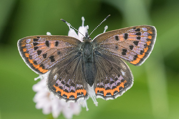 Lycaena helle ♂-7372 - Noël-Cerneux - 27/05/22