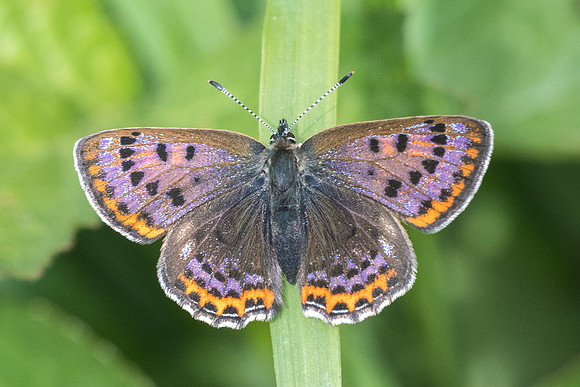Lycaena helle ♂ -7420 - Noël-Cerneux - 27/05/22