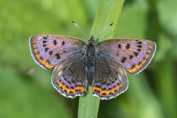 Lycaena helle ♂-7429 - Noël-Cerneux - 27/05/22