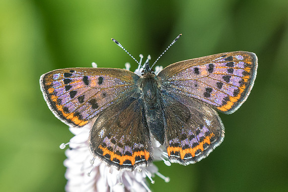 Lycaena helle-7416 - Noël-Cerneux - 27/05/22