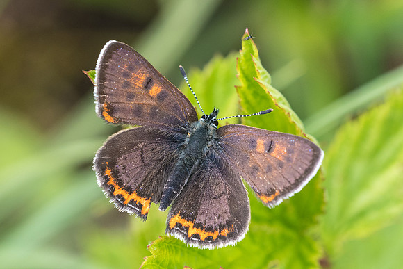 Lycaena helle-6971 - Noël-Cerneux - 27/05/22