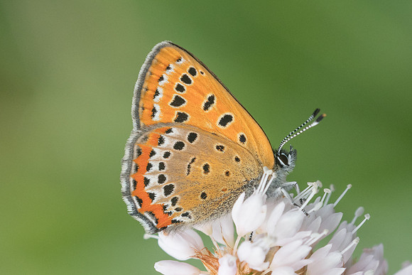Lycaena helle-7349 - Noël-Cerneux - 27/05/22