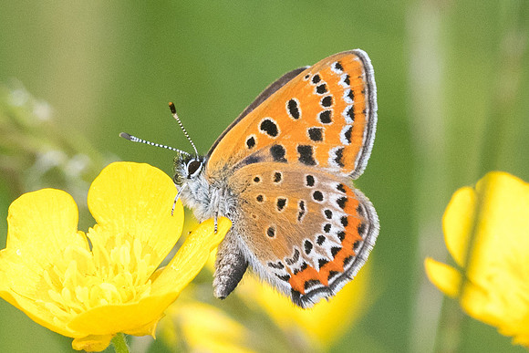 Lycaena helle-6794 - Noël-Cerneux - 27/05/22