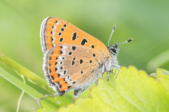 Lycaena helle-6893 - Noël-Cerneux - 27/05/22
