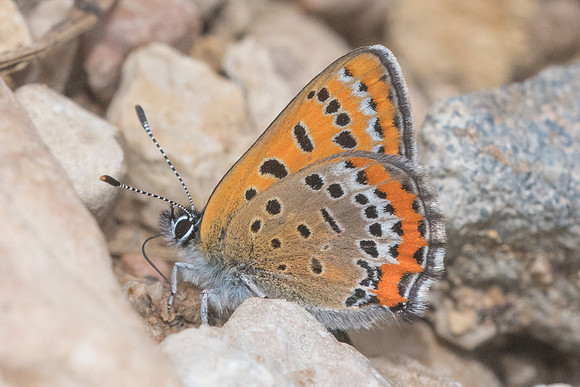 Lycaena helle-7154 - Noël-Cerneux - 27/05/22