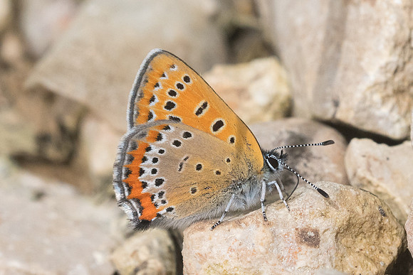 Lycaena helle-7152 - Noël-Cerneux - 27/05/22