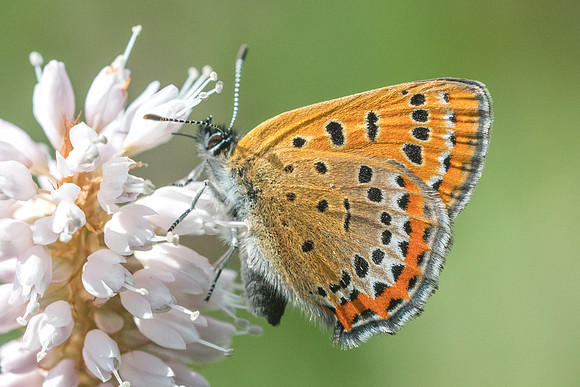 Lycaena helle-7309 - Noël-Cerneux - 27/05/22