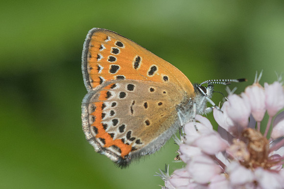 Lycaena helle-0768 - Noël-Cerneux - 10/06/22