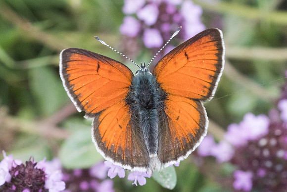 Lycaena hippothoe ♂-6591 - Bolquere - 21/07/23
