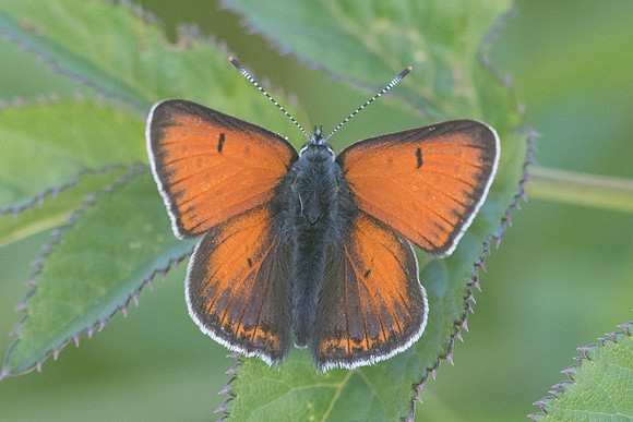 Lycaena hippothoe ♂ ssp hyppothoe -1444 - Passonfontaine - 11/06/22
