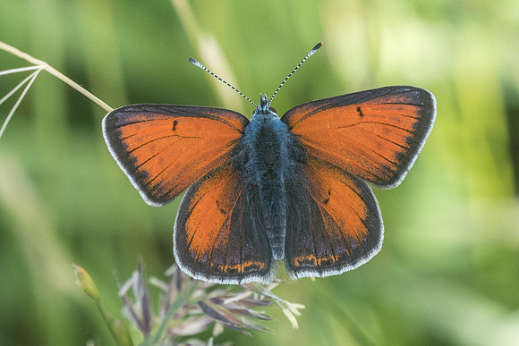 Lycaena hippothoe ssp hyppothoe ♂-2501 - Noël-Cerneux - 12/06/22