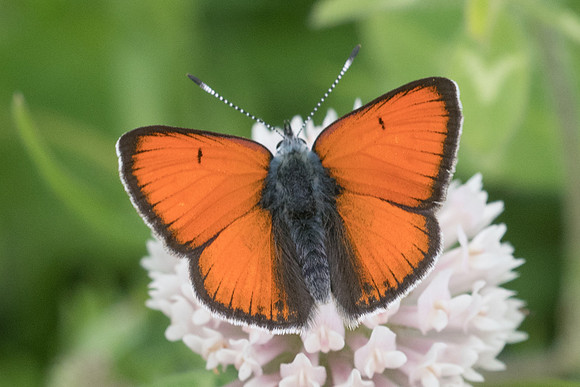 Lycaena hippothoe ssp eurydame ♂-6306 - St Dalmas le Selvage - 27/06/21