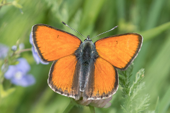 Lycaena hippothoe  ssp Eurydame ♂-4492 - Col de la cayolle - 6/07/21