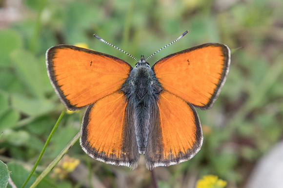 Lycaena hippothoe ssp eurydame ♂-4501 - Col de la cayolle - 6/07/21