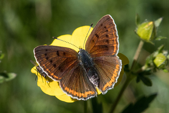 Lycaena hippothoe ♀-3652 - Col de la cayolle - 5/07/21