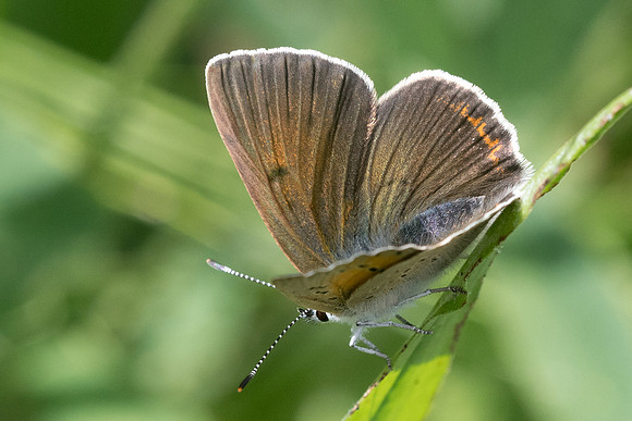 Lycaena hippothoe ♀- Argentière la bessée - 3/07/21