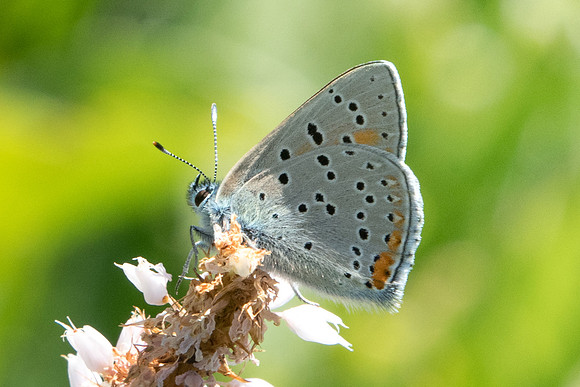 Lycaena hippothoe-2044 - Noel-cerneux - 11/06/22