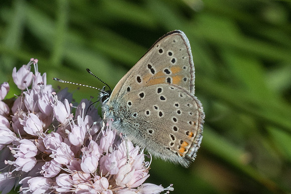 Lycaena hippothoe ssp hyppothoe-0603 - Passonfontaine - 10/06/22