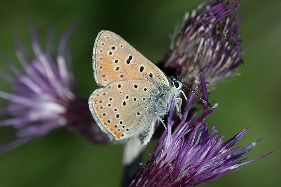 Lycaena hippothoe ssp hyppothoe-1428 - Passefontaine - 15/06/22