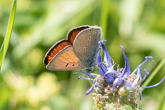 Lycaena hippothoe♂-1785 - Roubion les neiges - 29/06/20