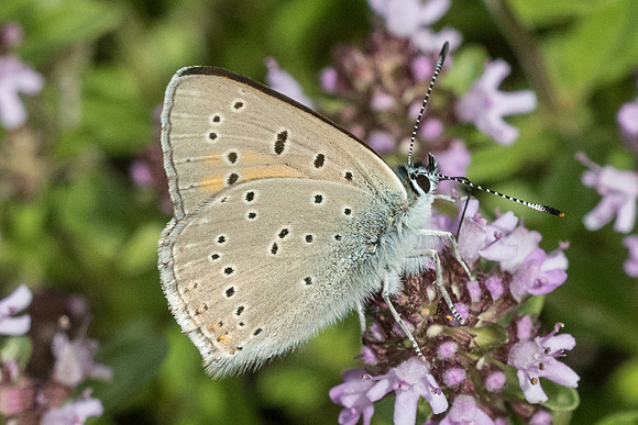 Lycaena hippothoe-4628 - Isola 2000 - 26/06/21