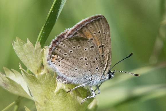 Lycaena hyppothoe ♀-2800 - Uvernet-Fours - 30/06/20