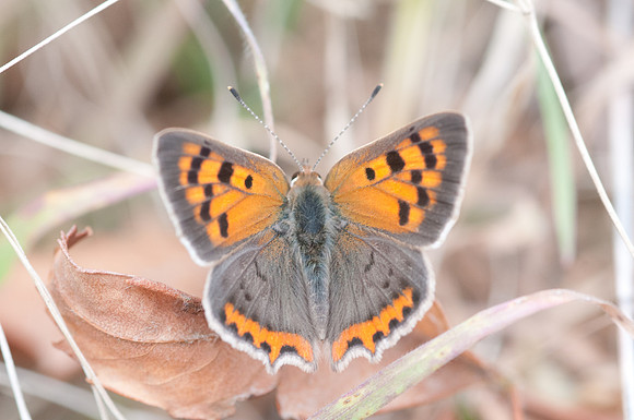 Lycaena phlaeas (Cuivré commun)