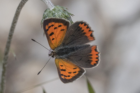 Lycaena phlaeas-1641 - Signes - 22/05/21