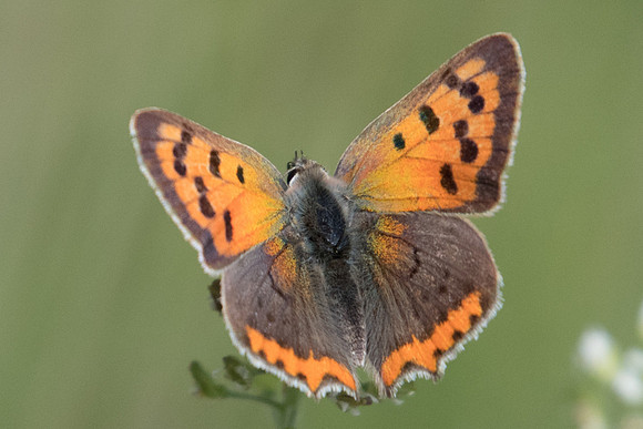 Lycaena phlaeas-1909 - Fontainebleau - 12/05/20