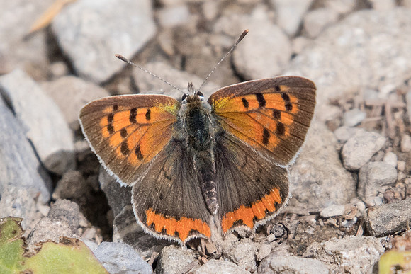 Lycaena phlaeas-4497 - Col de la cayolle - 6/07/21