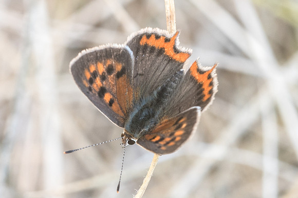 Lycaena phlaeas ssp eleus - Fontainebleau - 1/09/18