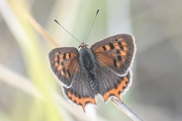 Lycaena phlaeas ssp eleus - Fontainebleau - 1/09/18