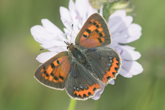 Lycaena phlaeas ssp caeruleopunctata.-7617 - Vivario - 13/06/23