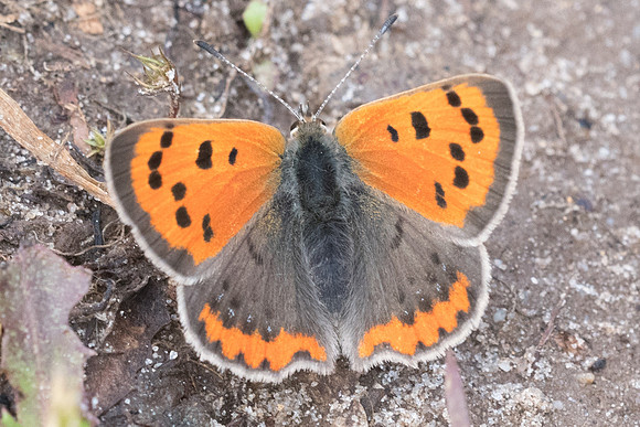 Lycaena phlaeas ssp caeruleopunctata -.3191 - Arbonne la forêt 30/04/23