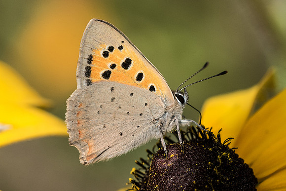 Lycaena phlaeas-7525 - 27/08/17