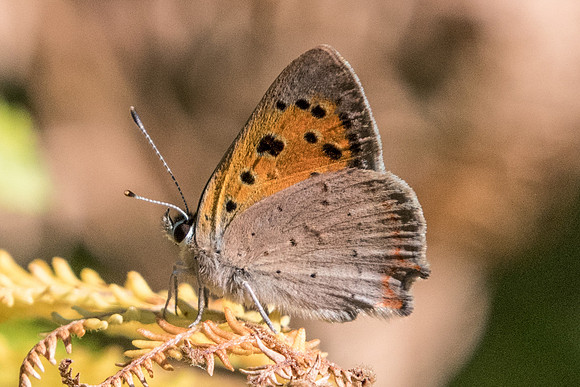 Lycaena phlaeas - 5206 - Fontainebleau - 24/06/20