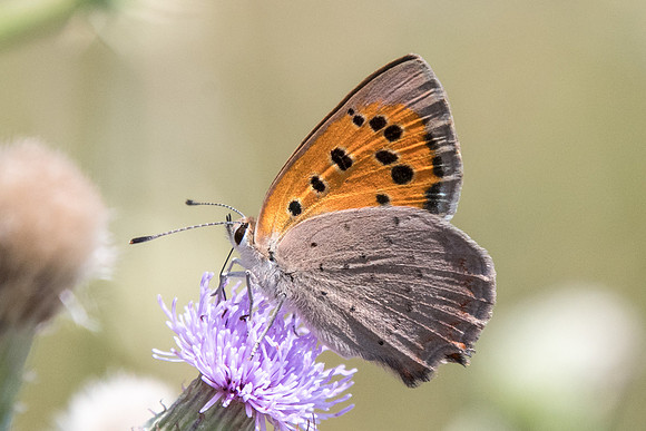 Lycaena phlaeas-7410 - Précy - 6/07/19