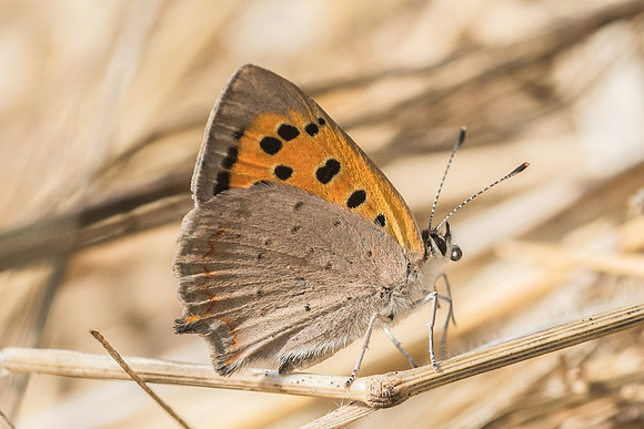 Lycaena phlaeas-9524 - Vaux le Vicomte - 12/08/18