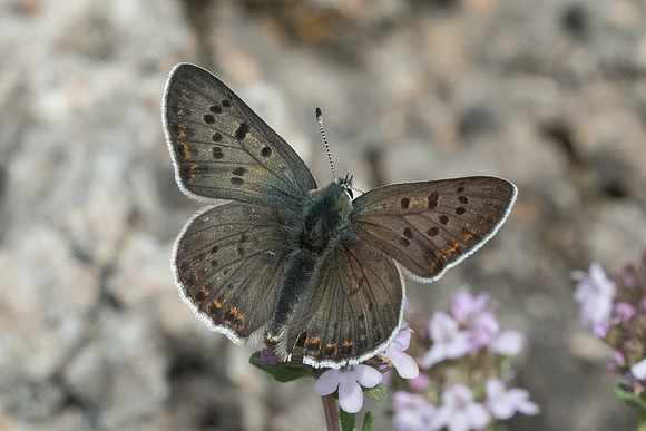 Lycaena tityrus ♂-7487 - Cipières - 15/05/21