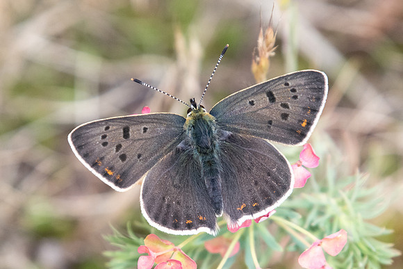 Lycaena tityrus  ♂ - Fontainebleau - 12/05/20