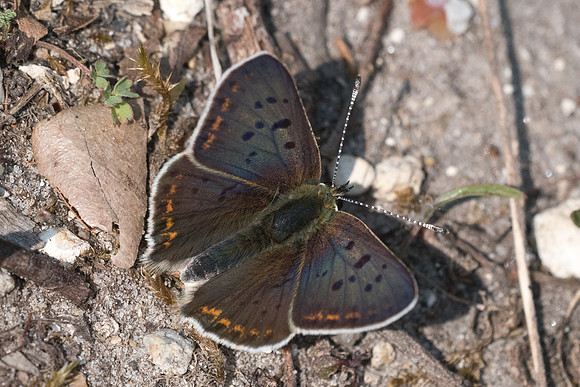 Lycaena tityrus ♂-4702 - Fontainebleau - 30/04/22