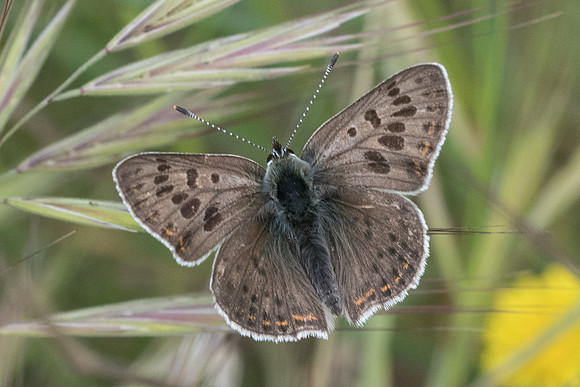 Lycaena tityrus ♂-8981 - Gréolières - 18/05/21