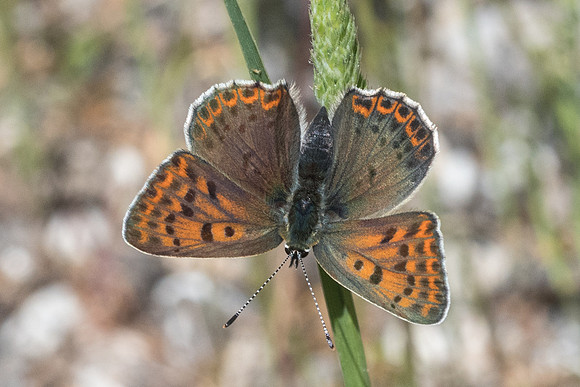 Lycaena tityrus ♀-0268 - Gourdon - 19/05/21