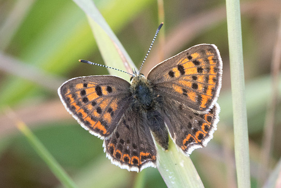 Lycaena tityrus ♀-8305 - Orly sur Morin - 8/08/20
