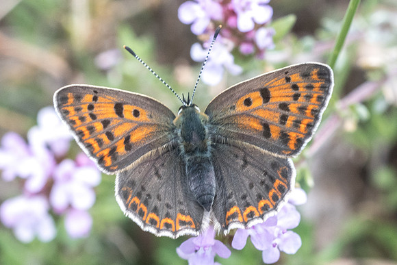 Lycaena tityrus ♀-0312 - Gourdon - 19/05/21