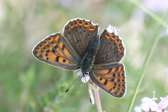 Lycaena tityrus ♀-0374 - Gourdon - 19/05/21