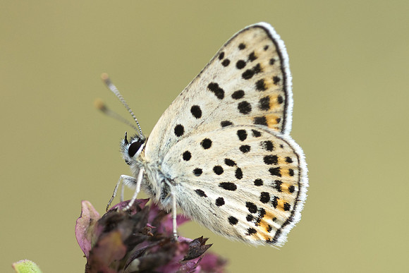 Lycaena tityrus ♂ -0431 Fontainebleau - 15/08/18
