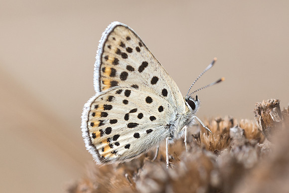 Lycaena tityrus ♂ -0379 - Fontainebleau - 15/08/18