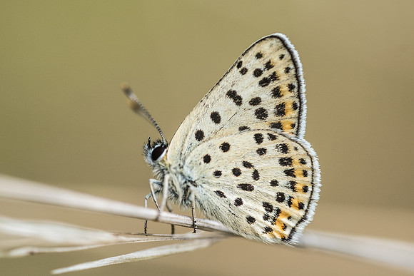 Lycaena tityrus ♂ -0400 - Fontainebleau - 15/08/18