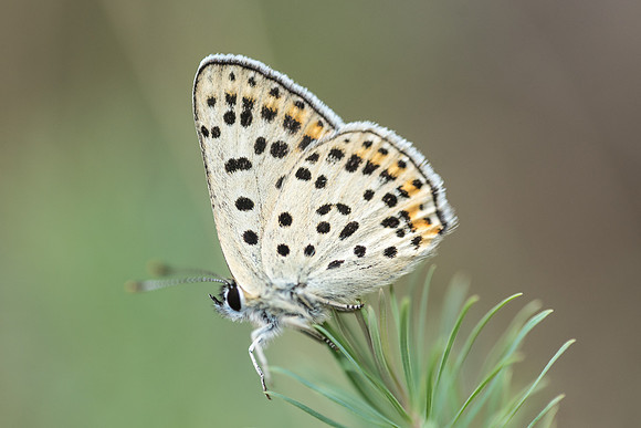 Lycaena tityrus ♂ - 0445 - Fontainebleau - 15/08/18